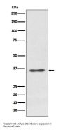 Anti-Syndecan 1 SDC1 Rabbit Monoclonal Antibody