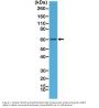 Anti-AMPK alpha-1 (AMPKA1) (5'-AMP-activated protein kinase catalytic subunit alpha-1) PRKAA1 Rabbit Monoclonal Antibody, Clone#RM301