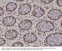 Anti-AMPK alpha-1 (AMPKA1) (5'-AMP-activated protein kinase catalytic subunit alpha-1) PRKAA1 Rabbit Monoclonal Antibody, Clone#RM301