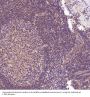 Anti-AMPK alpha 1 PRKAA1 Rabbit Monoclonal Antibody