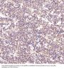 Anti-AMPK alpha 1 PRKAA1 Rabbit Monoclonal Antibody