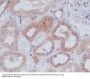 Anti-AMPK alpha 1 PRKAA1 Rabbit Monoclonal Antibody