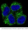 Anti-AMPK alpha 1 PRKAA1 Rabbit Monoclonal Antibody