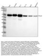 Anti-AMPK alpha 1 PRKAA1 Rabbit Monoclonal Antibody