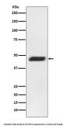 Anti-MEK2 MAP2K2 Rabbit Monoclonal Antibody
