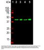 Anti-TDP43 TARDBP Monoclonal Antibody
