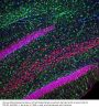 Anti-TDP43 TARDBP Monoclonal Antibody