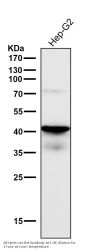 Anti-TDP43 TARDBP Rabbit Monoclonal Antibody