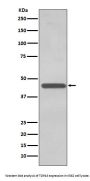 Anti-TDP43 TARDBP Rabbit Monoclonal Antibody