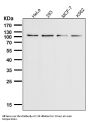 Anti-TRPM8 Monoclonal Antibody