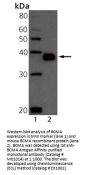 Anti-BCMA Tnfrsf17 Antibody (Monoclonal, Vicky-2)