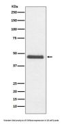 Anti-CNPase Rabbit Monoclonal Antibody