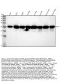 Anti-PGP9.5 UCHL1 Rabbit Monoclonal Antibody