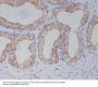 Anti-PGP9.5 UCHL1 Rabbit Monoclonal Antibody