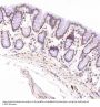 Anti-PGP9.5 UCHL1 Rabbit Monoclonal Antibody