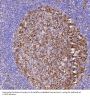 Anti-PGP9.5 UCHL1 Rabbit Monoclonal Antibody