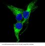 Anti-PGP9.5 UCHL1 Rabbit Monoclonal Antibody