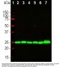 Anti-Ubiquitin C-terminal Hydrolase 1 (UCHL1) Monoclonal Antibody