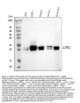 Anti-GPX1/Glutathione Peroxidase 1 Rabbit Monoclonal Antibody