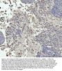 Anti-GPX1/Glutathione Peroxidase 1 Rabbit Monoclonal Antibody