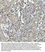 Anti-GPX1/Glutathione Peroxidase 1 Rabbit Monoclonal Antibody