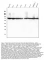 Anti-Hsc70 Antibody PicobandÂ®(monoclonal, 3B6)