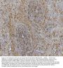 Anti-Hsc70 Antibody PicobandÂ®(monoclonal, 3B6)