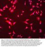 Anti-Hsc70 Antibody PicobandÂ®(monoclonal, 3B6)