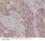 Anti-Hsc70 HSPA8 Rabbit Monoclonal Antibody