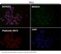 Anti-Hsc70 HSPA8 Rabbit Monoclonal Antibody
