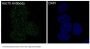 Anti-Hsc70 HSPA8 Rabbit Monoclonal Antibody