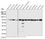 Anti-Hsc70 HSPA8 Rabbit Monoclonal Antibody