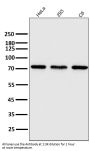 Anti-Hsc70 HSPA8 Rabbit Monoclonal Antibody