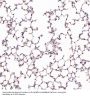 Anti-Hsc70 HSPA8 Rabbit Monoclonal Antibody