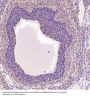 Anti-Hsc70 HSPA8 Rabbit Monoclonal Antibody