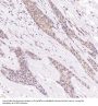 Anti-Hsc70 HSPA8 Rabbit Monoclonal Antibody