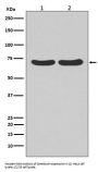 Anti-Hsc70 HSPA8 Rabbit Monoclonal Antibody