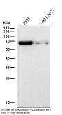 Anti-Hsc70 HSPA8 Rabbit Monoclonal Antibody