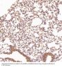 Anti-Hsc70 HSPA8 Rabbit Monoclonal Antibody