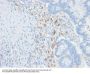 Anti-CD209 / DC-SIGN (Pathogen Receptor on Dendritic Cells) Monoclonal Antibody