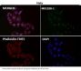 Anti-PMS2 Rabbit Monoclonal Antibody