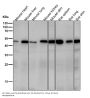 Anti-FOXA2/Hnf3B Rabbit Monoclonal Antibody