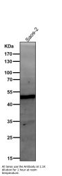 Anti-FOXA2/Hnf3B Rabbit Monoclonal Antibody