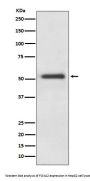 Anti-FOXA2/Hnf3B Rabbit Monoclonal Antibody