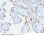 Anti-TIMP2 (Tissue Inhibitor of Metalloproteinase 2) Monoclonal Antibody