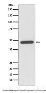 Anti-NeuroD1 Rabbit Monoclonal Antibody
