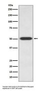 Anti-Endothelin B Receptor EDNRB Rabbit Monoclonal Antibody
