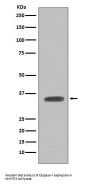 Anti-Caspase-7 Casp7 Rabbit Monoclonal Antibody
