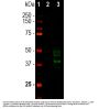 Anti-Doublecortin/DCX Monoclonal Antibody