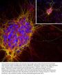 Anti-Doublecortin/DCX Monoclonal Antibody